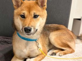 Yukki in 69412 Eberbach sucht ihr Für-immer-Zuhause