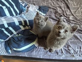 Bkh kitten suchen neues Zuhause