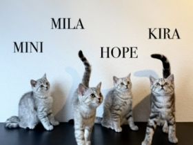 Wunderschöne BKH Kitten Mädchen abzugeben. liebevoll aufgezogen, geimpft & menschenbezogen