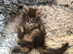 Süsse Maine Coon Kitten zu verkaufen