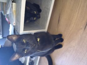 Zwei Siam Mix kater