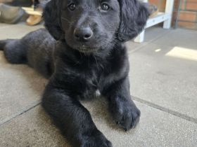 Cocker Spaniel × Border Collie Mix Welpen