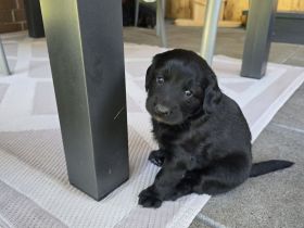 Cocker Spaniel × Border Collie Mix Welpen