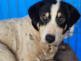 Mut braucht seine Zeit: Wer zeigt der sensiblen Shyla die Welt?