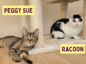 Peggy Sue und Racoon suchen ihr Für-Immer-Zuhause