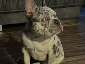 Französische Bulldogge Lilac Merle Rüde