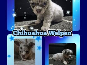 Chihuahua Welpen