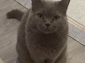 Deckkater
