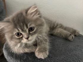 BKH kitten reinrassig