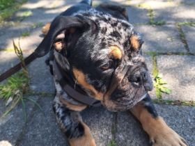 Old English Bulldog
