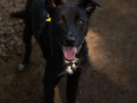 Taro sucht liebevolle Familie....