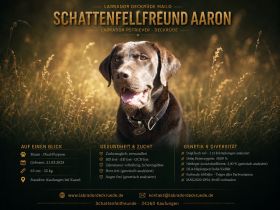 Labrador Deckrüde Mailo – zuchttauglich & genetisch analysiert