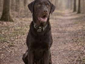 Labrador Deckrüde Mailo – zuchttauglich & genetisch analysiert