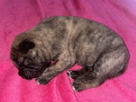 Wunderschöne Shiba-Inu, Old english Bulldogs Mix Welpen suchen ein liebevolles Zuhause