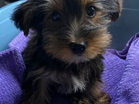 Yorkshire Terrier Welpe sucht liebevolles Zuhause 🐶