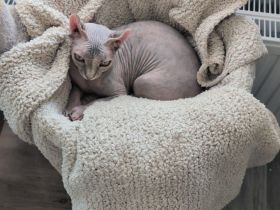 Sphynx Kitten