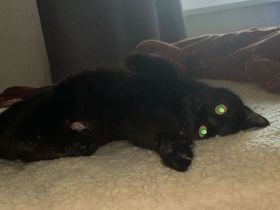 Liebevolle kitten