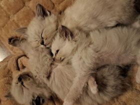 Ragdoll / Ragdoll Mink