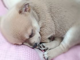Chihuahua Welpen ( keine Minis )
