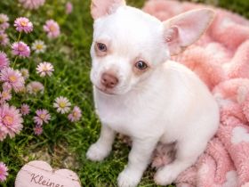 Super süße Chihuahua Welpen