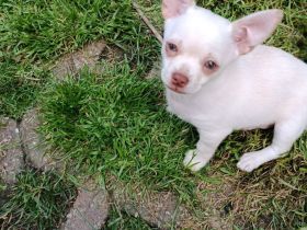Chihuahua Welpen ( keine Minis )