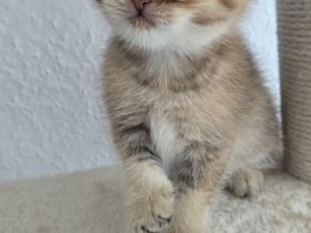 Bkh Kitten