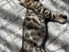 Wunderschönes Bengal Mädchen mit traumhaftem Rosettenmuster
