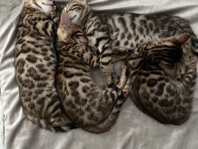 Wunderschöne Bengal Mädchen mit traumhaftem Rosettenmuster