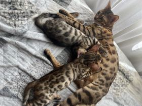 Wunderschöne Bengal Mädchen mit traumhaftem Rosettenmuster