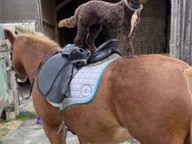 Lagotto Romagnolo