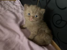 BKH Kitten vollständig geimpft