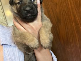 Malinois Deutsche schäferhund welpen