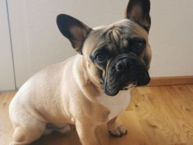 Toller Familienhund: Französische Bulldogge (Rüde, 1 Jahr) sucht Bestplatz!