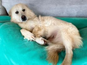 Über Nia ,der perfekte Sofahund