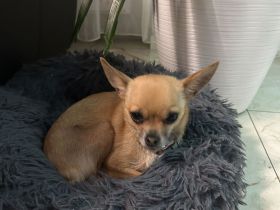Chihuahua Welpen