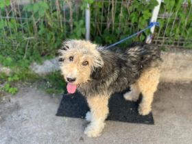 Wuschelchen Tati sucht Zuhause