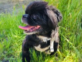 Pekinese Graf Alex