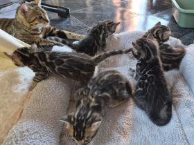 Außergewöhnliche Bengal Kitten (männlich) mit Champion Eltern in Clouded Zeichnung