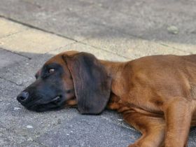 Wurfankündigung Bayrischer Gebirgsschweißhund