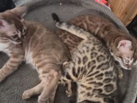 Außergewöhnliche Charcoal Bengal Kitten mit Champion Eltern (weiblich)