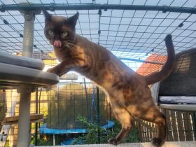 Hübscher Bengal Kater sucht Zuhause mit Freigang