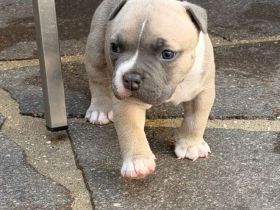 American Pocket Bully