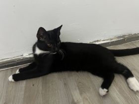 ! Junior Herzensbrecher suchen ein liebevolles Zuhause!