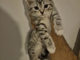 !Vier kleine Herzensbrecher suchen ein liebevolles Zuhause!