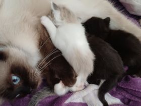 Ragdoll/BLH Mix