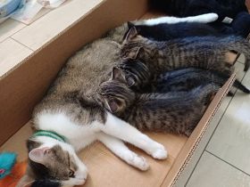 Kitten
