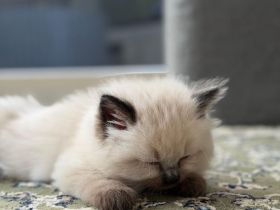 Liebevoll aufgewachsener Birma-Kater abzugeben