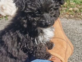 Bolonka-Pudel (Doodle, Bollipoo) Welpen.