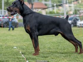 Dobermann Rüde IGP1 BH CAC Best Male schwarz/rost