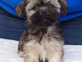 Lhasa Apso Welpen aus langjähriger VDH-Hobbyzucht